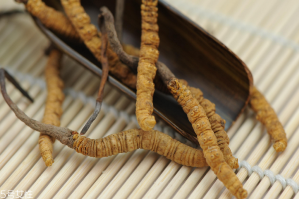 冬蟲夏草怎么煲湯 蟲草雞湯配方 冬蟲夏草怎么煲湯 蟲草雞湯配方