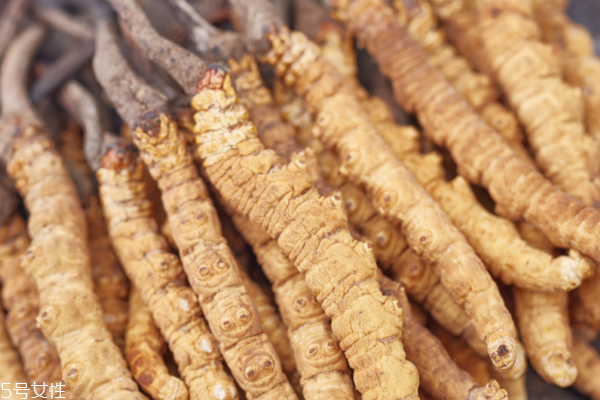 冬蟲夏草怎么煲湯 蟲草雞湯配方 冬蟲夏草怎么煲湯 蟲草雞湯配方