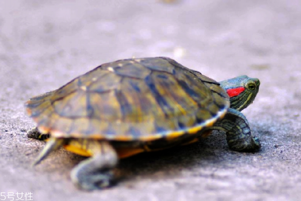 烏龜吃什么 雜食性動物 烏龜吃什么 雜食性動物