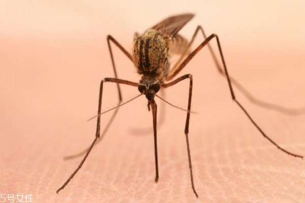 蚊子喜歡叮咬什么樣的人 這些人最容易中招 蚊子喜歡叮咬什么樣的人 這些人最容易中招
