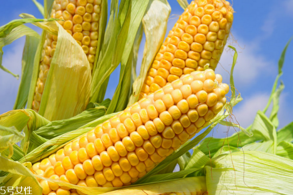 玉米為什么長胡須 它是玉米的花 玉米為什么長胡須 它是玉米的花