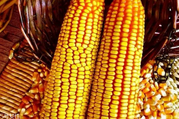 玉米容易消化嗎 吃多了消化不良 玉米容易消化嗎 吃多了消化不良