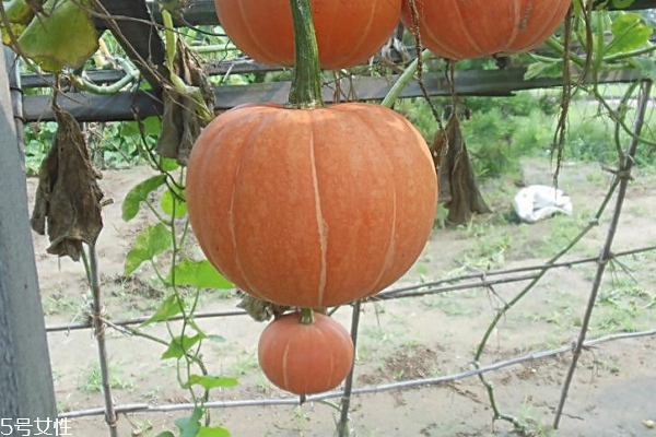 南瓜容易消化嗎 有助消化功效 南瓜容易消化嗎 有助消化功效