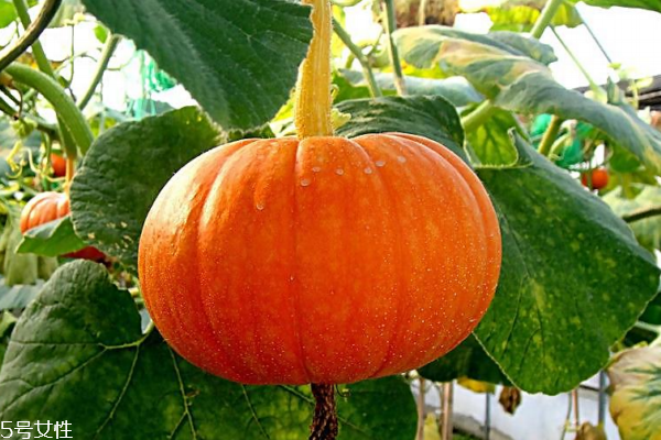 南瓜容易消化嗎 有助消化功效 南瓜容易消化嗎 有助消化功效