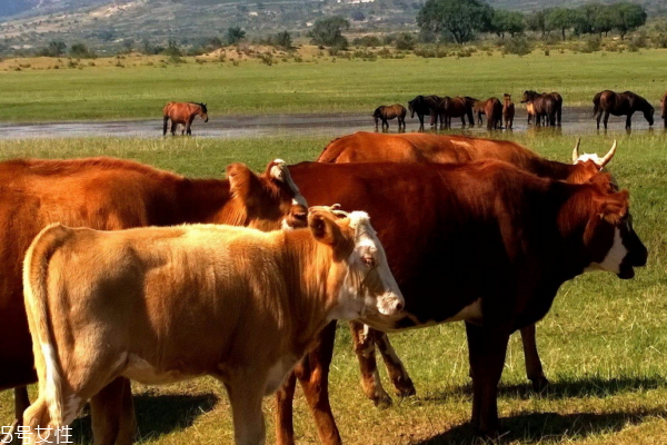 牛鞭是壯陽(yáng)的嗎 主要是補(bǔ)腎 牛鞭是壯陽(yáng)的嗎 主要是補(bǔ)腎