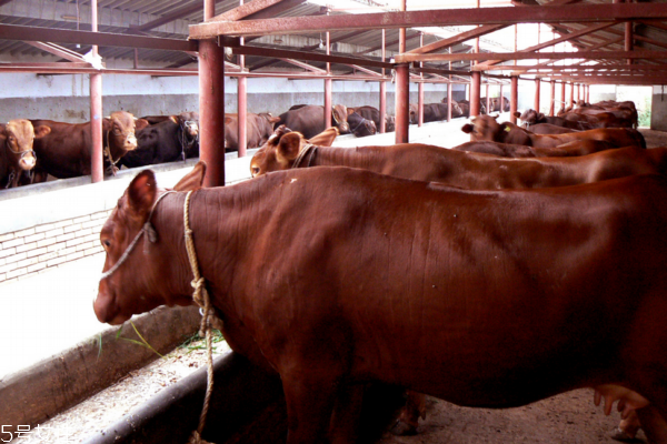 牛鞭是壯陽(yáng)的嗎 主要是補(bǔ)腎 牛鞭是壯陽(yáng)的嗎 主要是補(bǔ)腎