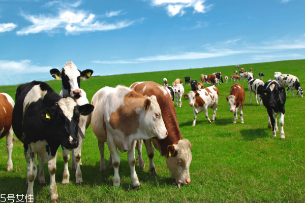 牛鞭是壯陽(yáng)的嗎 主要是補(bǔ)腎 牛鞭是壯陽(yáng)的嗎 主要是補(bǔ)腎