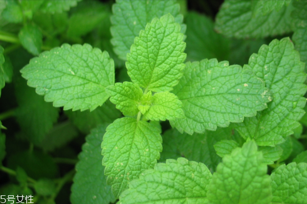 薄荷可以祛痘嗎 沒(méi)有明顯效果 薄荷可以祛痘嗎 沒(méi)有明顯效果