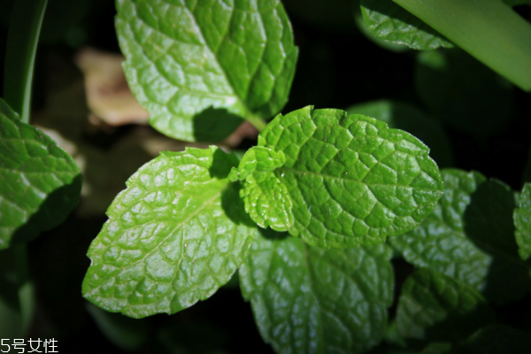 薄荷可以祛痘嗎 沒(méi)有明顯效果 薄荷可以祛痘嗎 沒(méi)有明顯效果