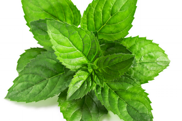 薄荷可以泡水喝嗎 清熱利尿的良藥 薄荷可以泡水喝嗎 清熱利尿的良藥