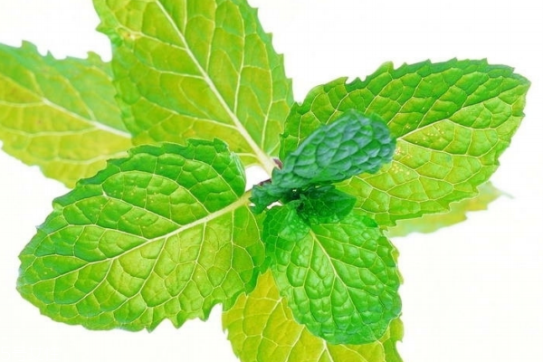 薄荷可以泡水喝嗎 清熱利尿的良藥 薄荷可以泡水喝嗎 清熱利尿的良藥