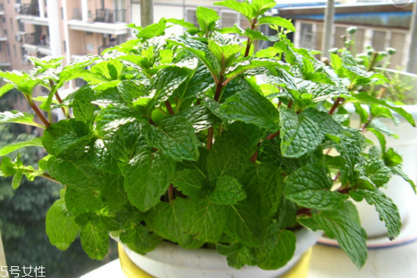 薄荷能除甲醛嗎 沒這個(gè)功能 薄荷能除甲醛嗎 沒這個(gè)功能