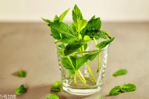 薄荷能除甲醛嗎 沒這個(gè)功能 薄荷能除甲醛嗎 沒這個(gè)功能