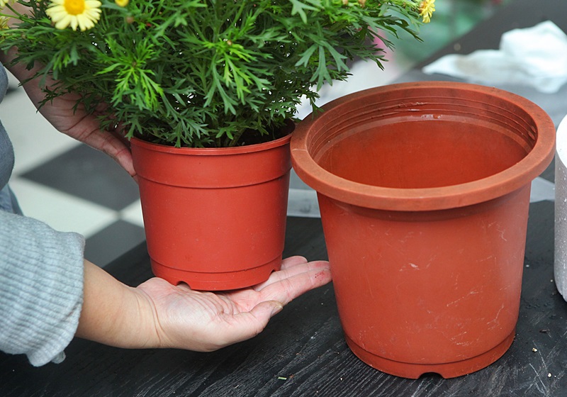 瑪格麗特花怎么種養(yǎng) 少女花瑪格麗特 瑪格麗特花怎么種養(yǎng) 少女花瑪格麗特