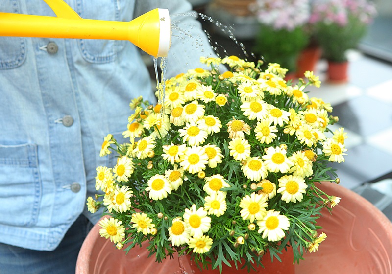 瑪格麗特花怎么種養(yǎng) 少女花瑪格麗特 瑪格麗特花怎么種養(yǎng) 少女花瑪格麗特