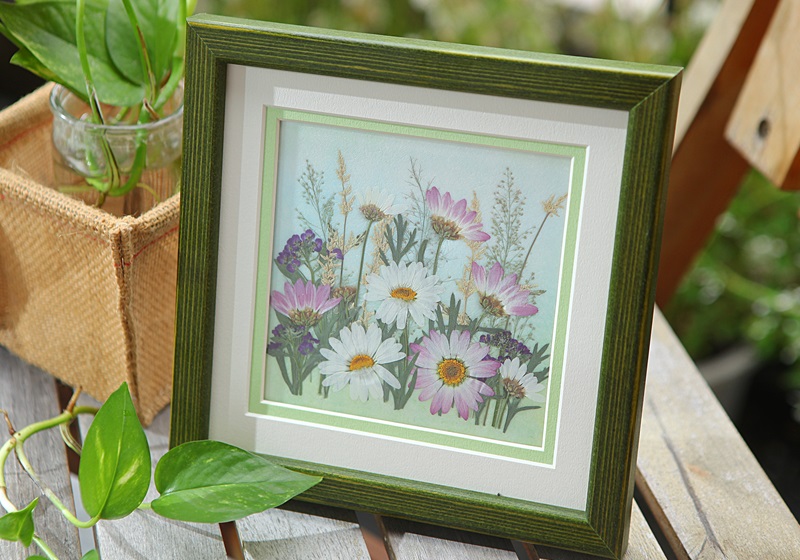 瑪格麗特花怎么種養(yǎng) 少女花瑪格麗特 瑪格麗特花怎么種養(yǎng) 少女花瑪格麗特