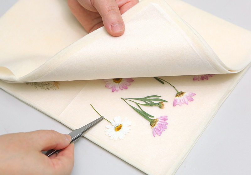 瑪格麗特花怎么種養(yǎng) 少女花瑪格麗特 瑪格麗特花怎么種養(yǎng) 少女花瑪格麗特