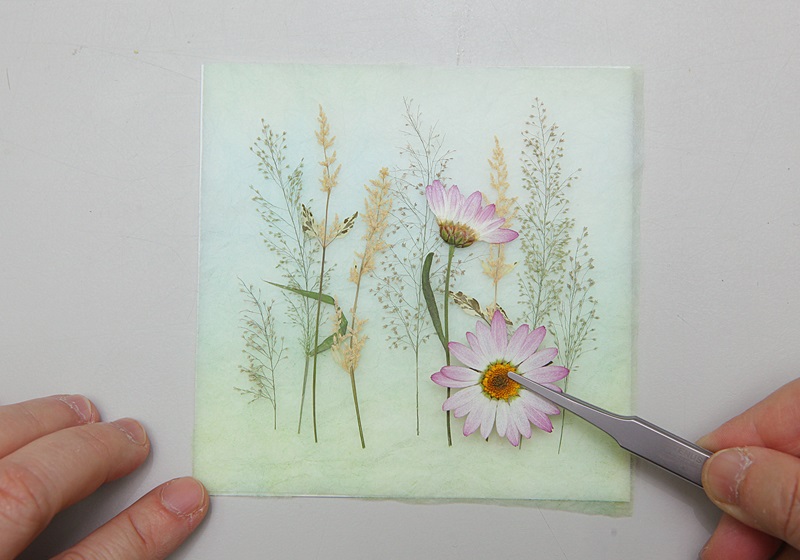 瑪格麗特花怎么種養(yǎng) 少女花瑪格麗特 瑪格麗特花怎么種養(yǎng) 少女花瑪格麗特