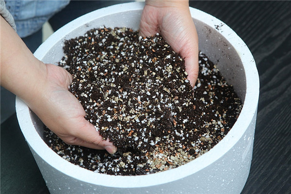 瑪格麗特花怎么種養(yǎng) 少女花瑪格麗特 瑪格麗特花怎么種養(yǎng) 少女花瑪格麗特