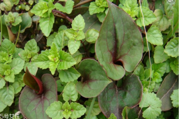 魚腥草能長(zhǎng)期泡水喝嗎 不要這樣做