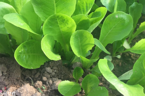 小白菜是涼性的嗎 性涼味甘 小白菜是涼性的嗎 性涼味甘