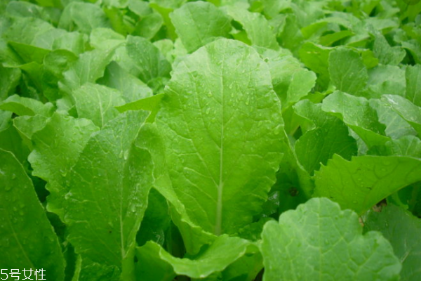 小白菜能和雞蛋一起吃嗎 它們不相克 小白菜能和雞蛋一起吃嗎 它們不相克