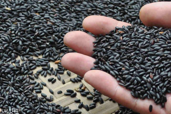 黑米是染色的嗎 染色黑米是假的 黑米是染色的嗎 染色黑米是假的