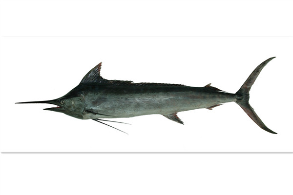 旗魚有多少種 常見旗魚種類介紹 旗魚有多少種 常見旗魚種類介紹