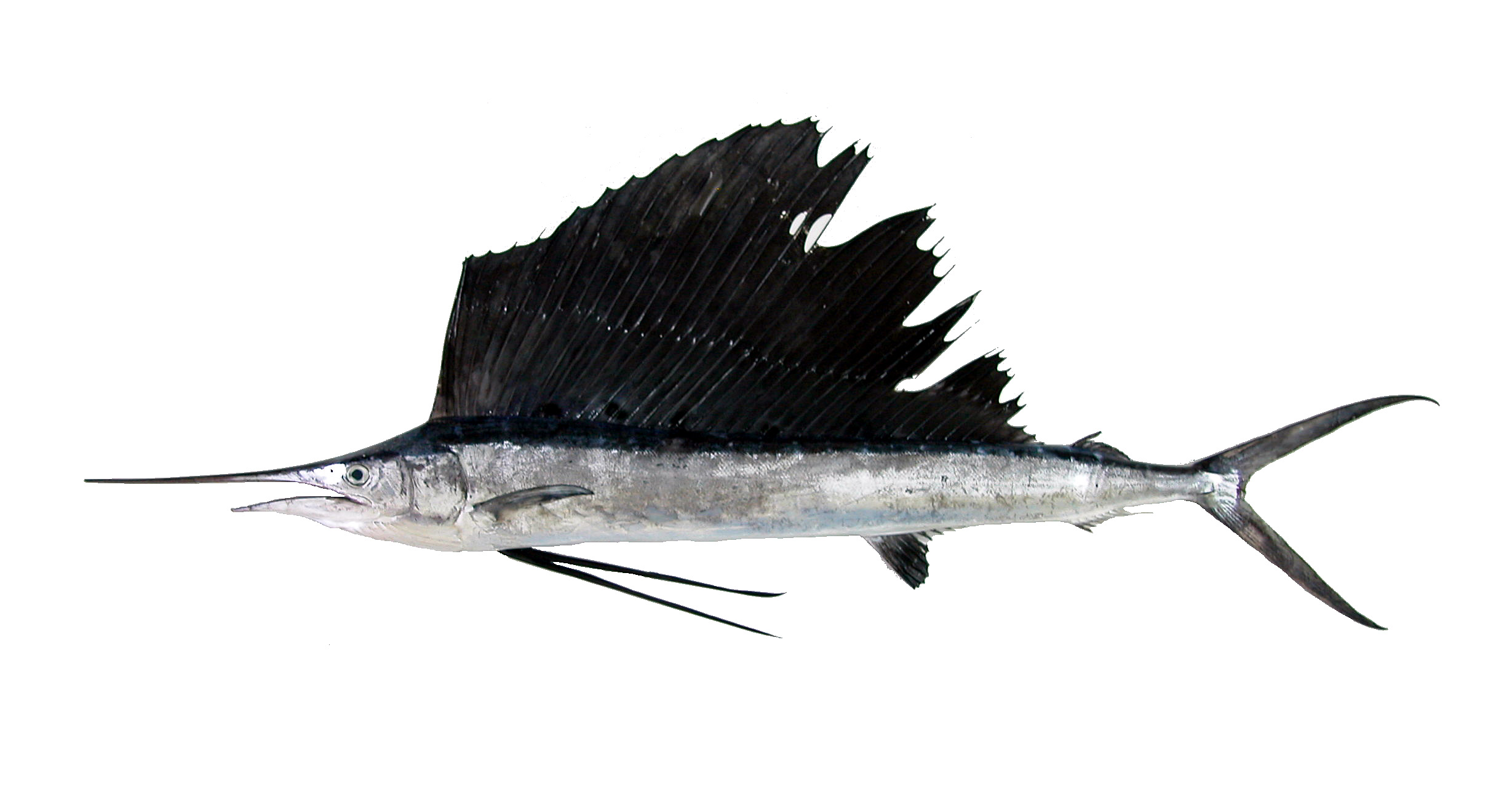 旗魚有多少種 常見旗魚種類介紹 旗魚有多少種 常見旗魚種類介紹