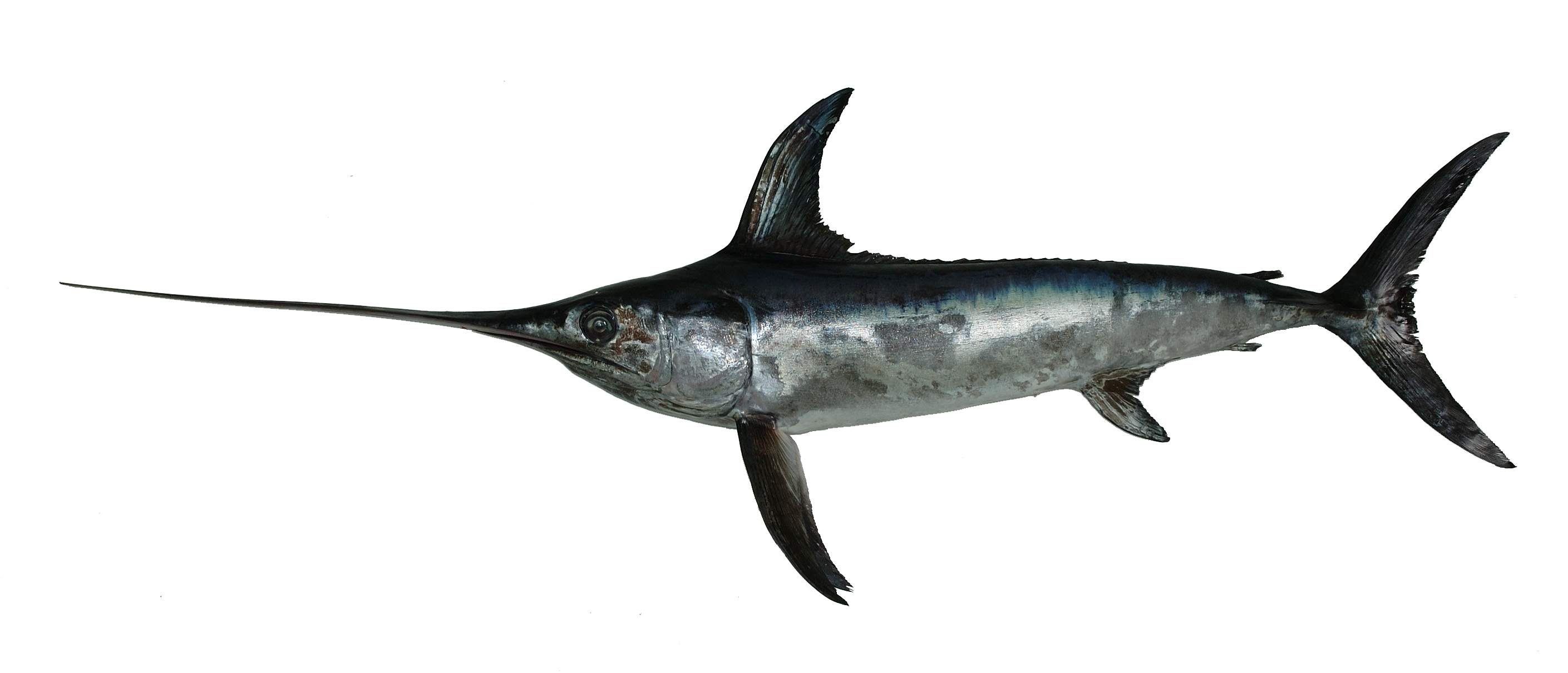 旗魚有多少種 常見旗魚種類介紹 旗魚有多少種 常見旗魚種類介紹