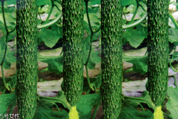 黃瓜為什么會苦 三個原因?qū)е? alt=