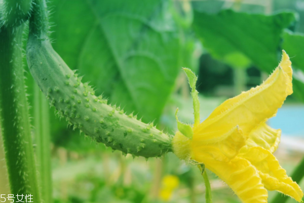 黃瓜為什么會苦 三個原因?qū)е? alt=