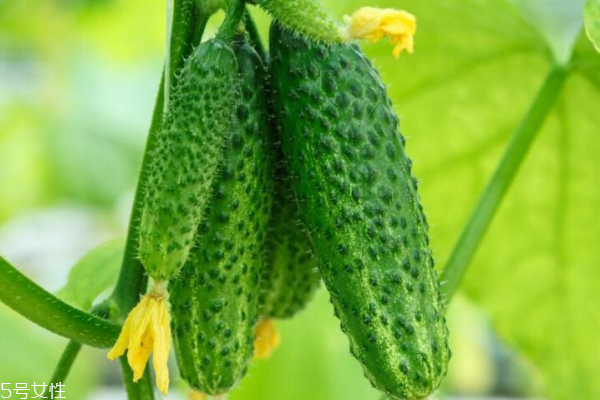 黃瓜為什么澀 正?，F(xiàn)象