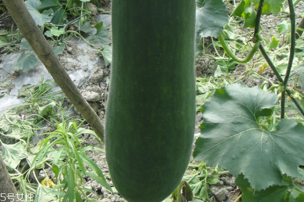 冬瓜為什么利尿 看完你就知道了 冬瓜為什么利尿 看完你就知道了