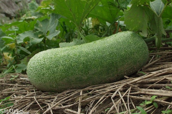 冬瓜為什么苦 發(fā)苦要慎吃 冬瓜為什么苦 發(fā)苦要慎吃