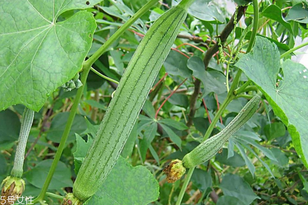 絲瓜為什么會(huì)苦 原因有三 絲瓜為什么會(huì)苦 原因有三
