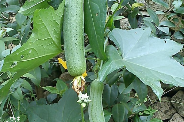 絲瓜為什么會(huì)苦 原因有三 絲瓜為什么會(huì)苦 原因有三