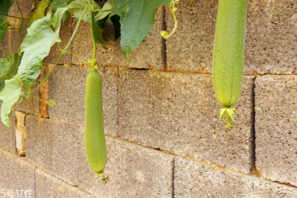 絲瓜有什么功效 功效多多 絲瓜有什么功效 功效多多