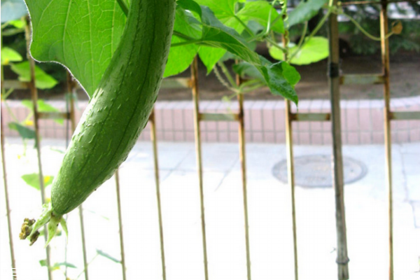 絲瓜有什么營養(yǎng) 吃絲瓜必看 絲瓜有什么營養(yǎng) 吃絲瓜必看
