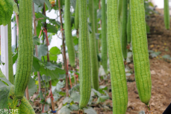 絲瓜有什么營養(yǎng) 吃絲瓜必看 絲瓜有什么營養(yǎng) 吃絲瓜必看