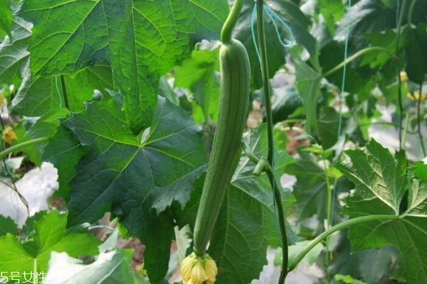 絲瓜有什么營養(yǎng) 吃絲瓜必看 絲瓜有什么營養(yǎng) 吃絲瓜必看