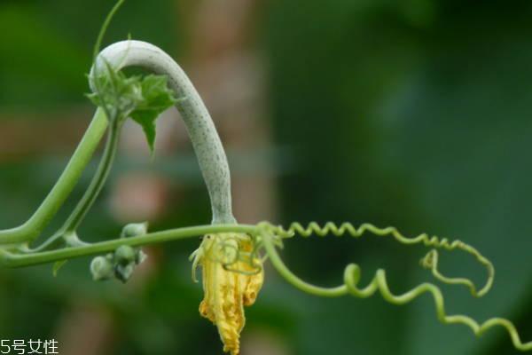 絲瓜適合什么地方種 這樣種最好 絲瓜適合什么地方種 這樣種最好