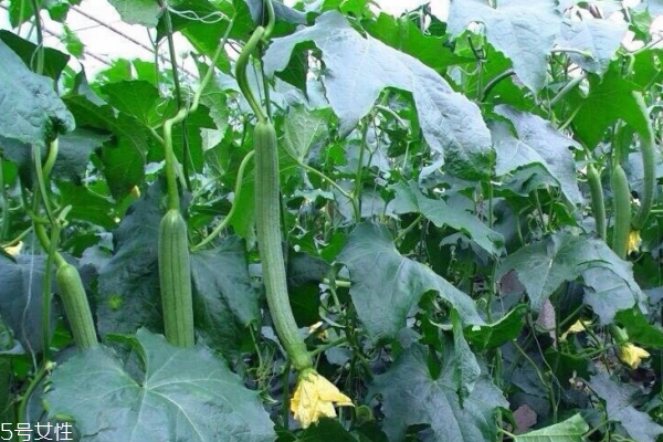 絲瓜適合什么地方種 這樣種最好 絲瓜適合什么地方種 這樣種最好