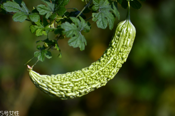 苦瓜為什么要用鹽水泡 為了去苦 苦瓜為什么要用鹽水泡 為了去苦