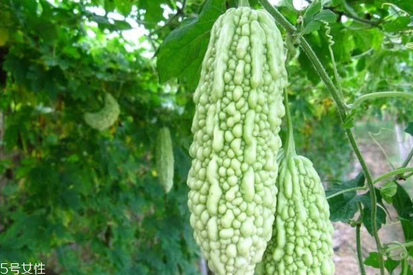 苦瓜能治婦科病嗎 對炎癥有效 苦瓜能治婦科病嗎 對炎癥有效