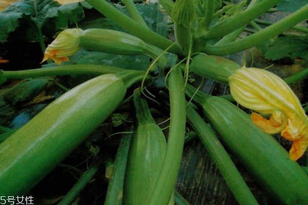 西葫蘆配什么炒好吃 跟肉是絕配 西葫蘆配什么炒好吃 跟肉是絕配