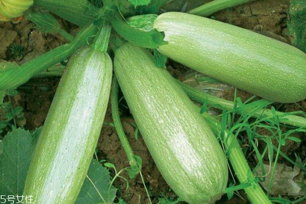 西葫蘆可以生吃嗎 看是什么種類 西葫蘆可以生吃嗎 看是什么種類