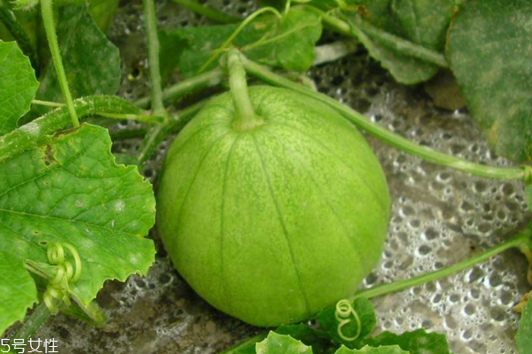 香瓜飯前吃還是飯后吃 這個有講究 香瓜飯前吃還是飯后吃 這個有講究