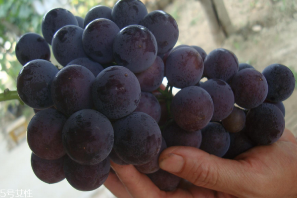 葡萄為什么會爛 有三個(gè)主要原因 葡萄為什么會爛 有三個(gè)主要原因