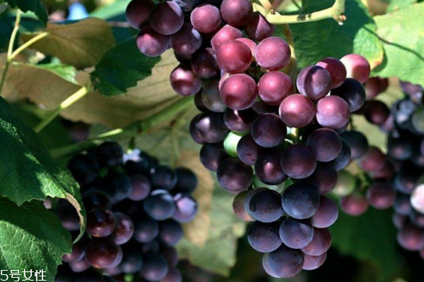 葡萄為什么會爛 有三個(gè)主要原因 葡萄為什么會爛 有三個(gè)主要原因